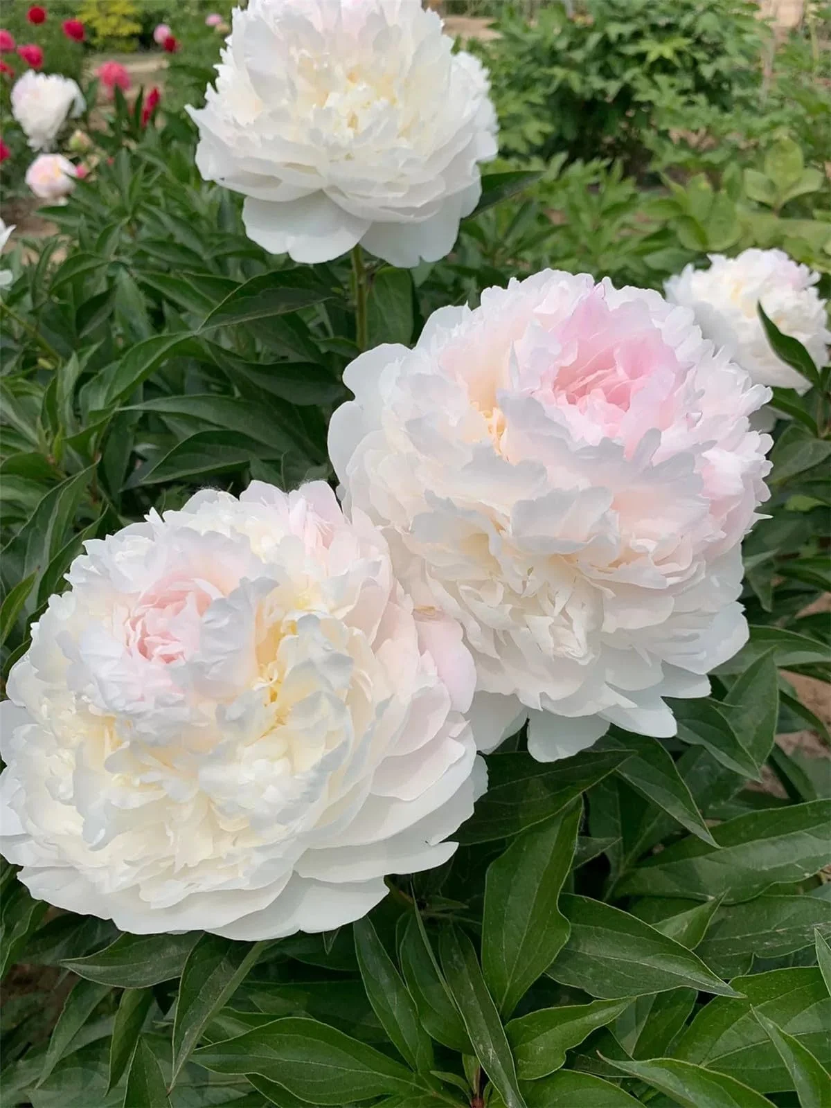 Peony bulbs for planting now,peony tree plants,peony flowers plant