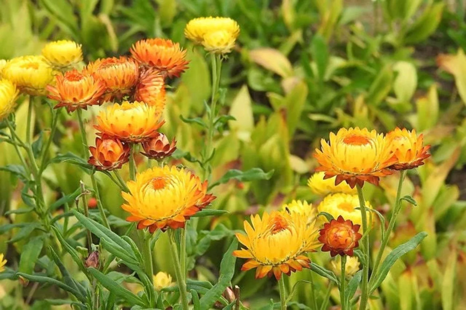 50 YELLOW DOUBLE STRAWFLOWER Helichrysum Bracteatum Flower Seeds