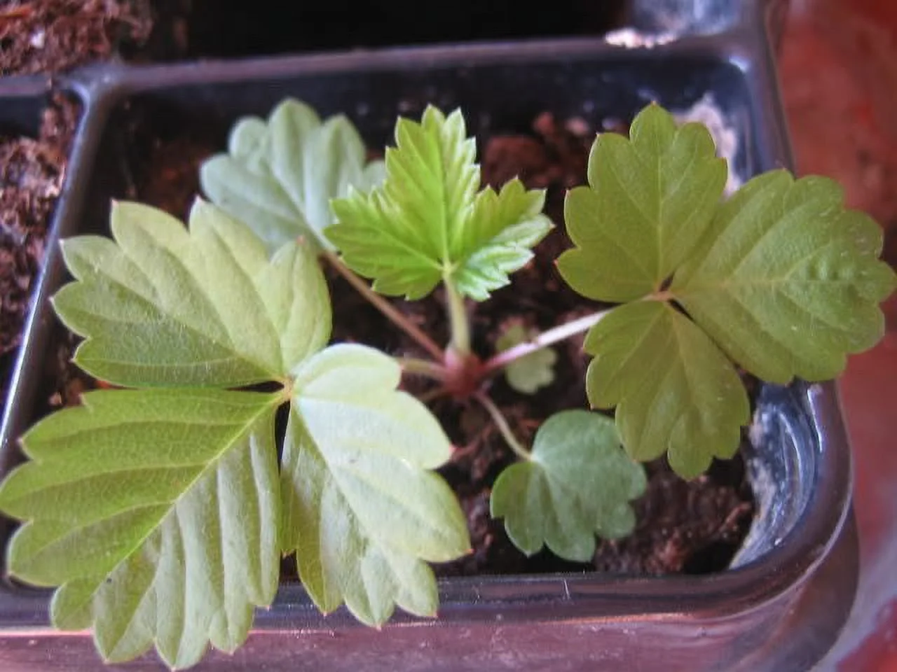 50 Indian TUTTIFRUTTI STRAWBERRY Duchesnea Indica Flower Berry Seeds *Comb S/H