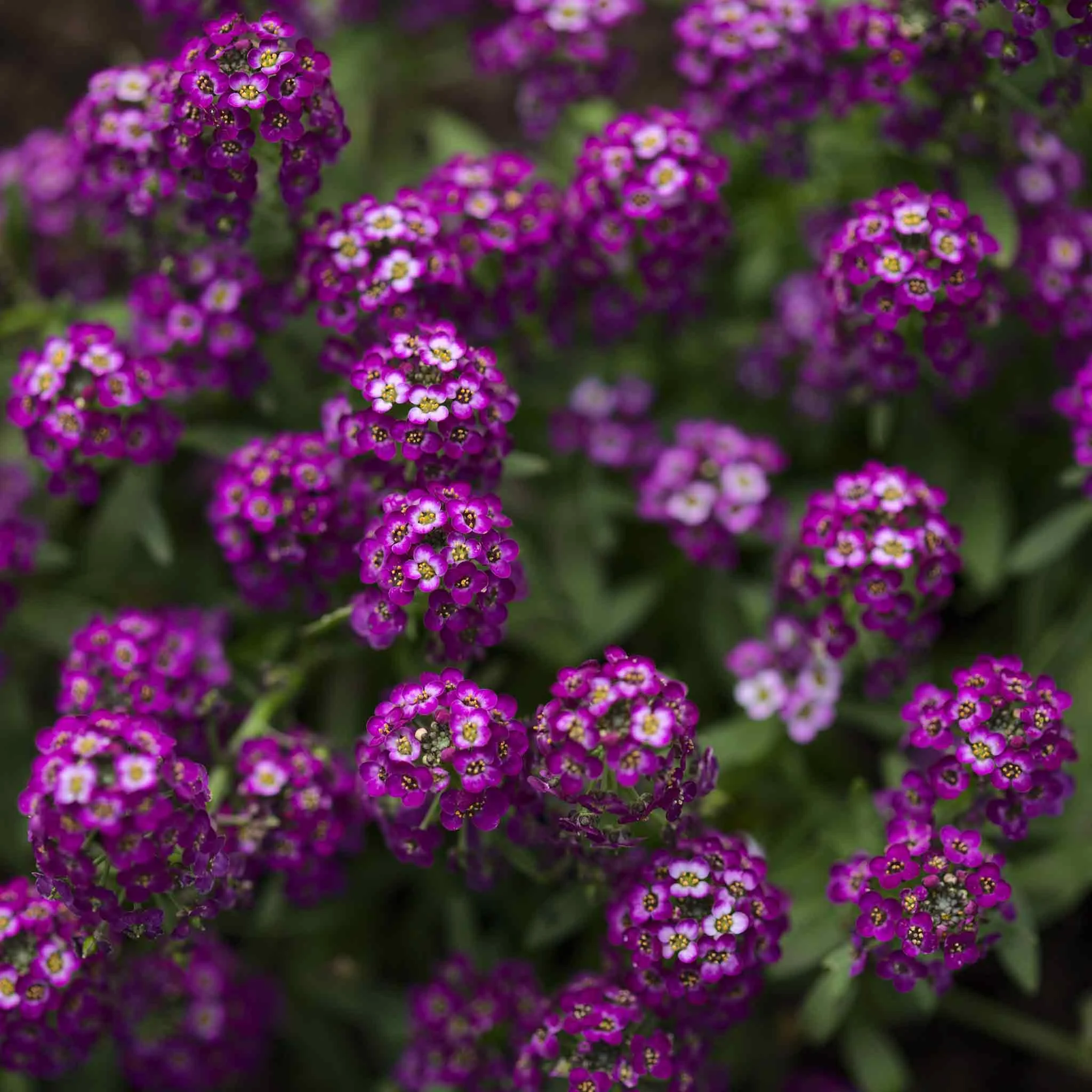 Alyssum Seeds - Oriental Nights - 1 Ounce - Purple Flower Seeds,  Open Pollinated Seed  Attracts Bees, Attracts Butterflies, Attracts Pollinators, Fragrant, Container Garden