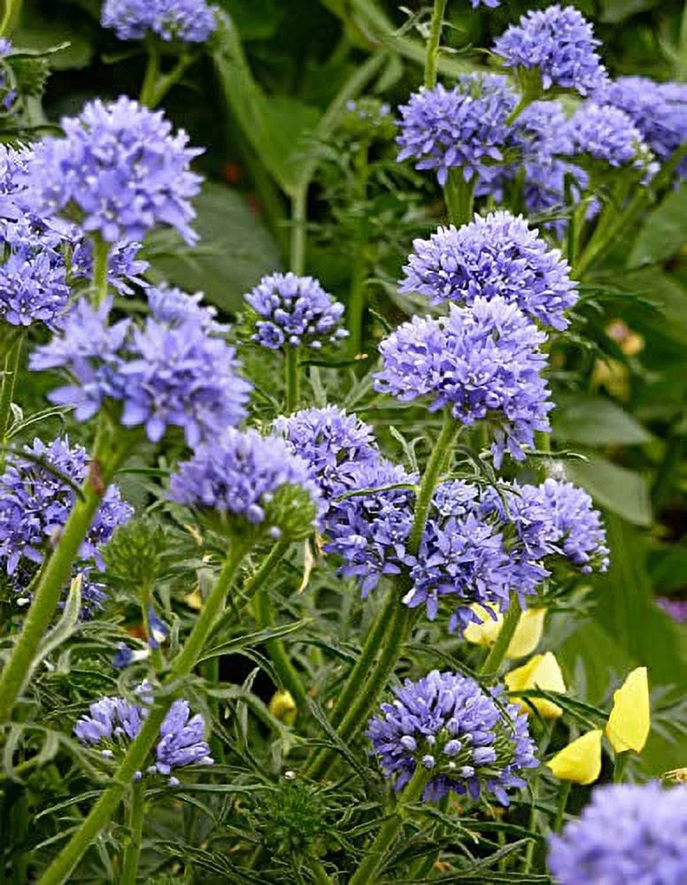 Globe Gilia, Blue Thimble Flower Seeds (Gilia Capitata), 6,000 Seeds by Seeds2Go