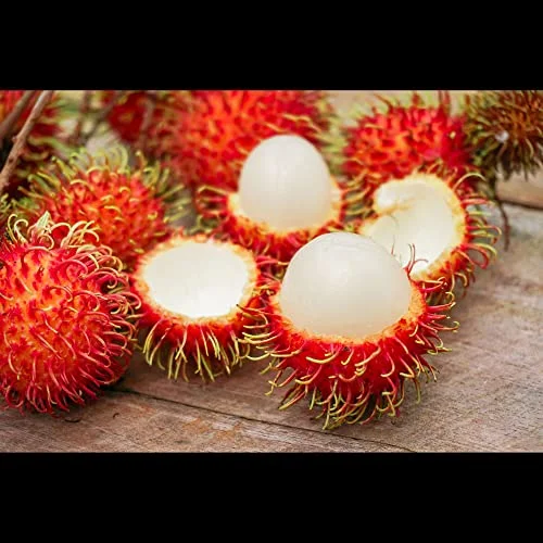 CHUXAY GARDEN Rambutan Tree-Tropical Fruit Hairy Lychee 5 Seeds Vegetables and Fruits Survival Gear Food Seeds Non-GMO Fruits