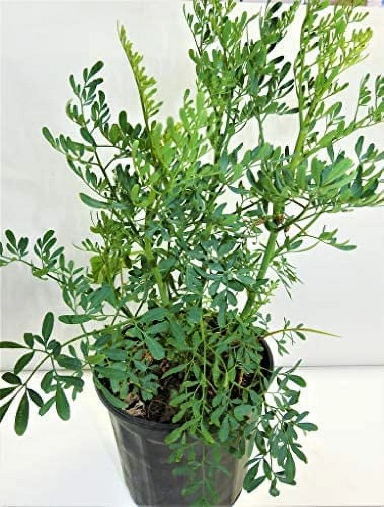 Ruda/Rue Full Plant with Root in 4 inches Pot