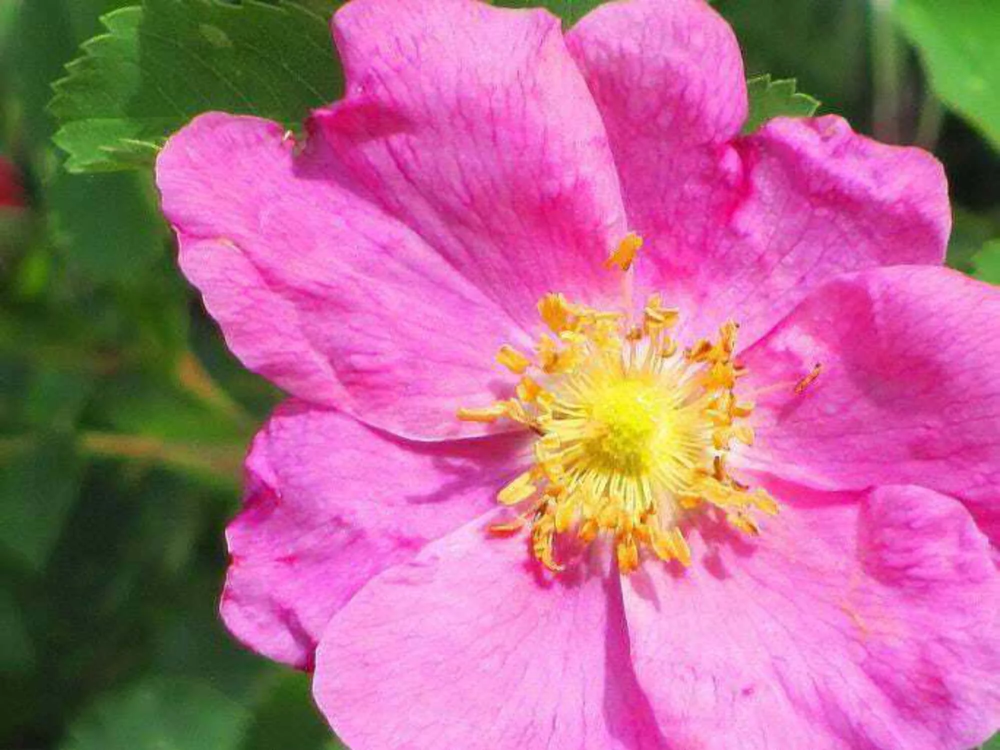 15 PRAIRIE ROSE Bright Pink Arkansas Rosa Arkansana Flower Seeds