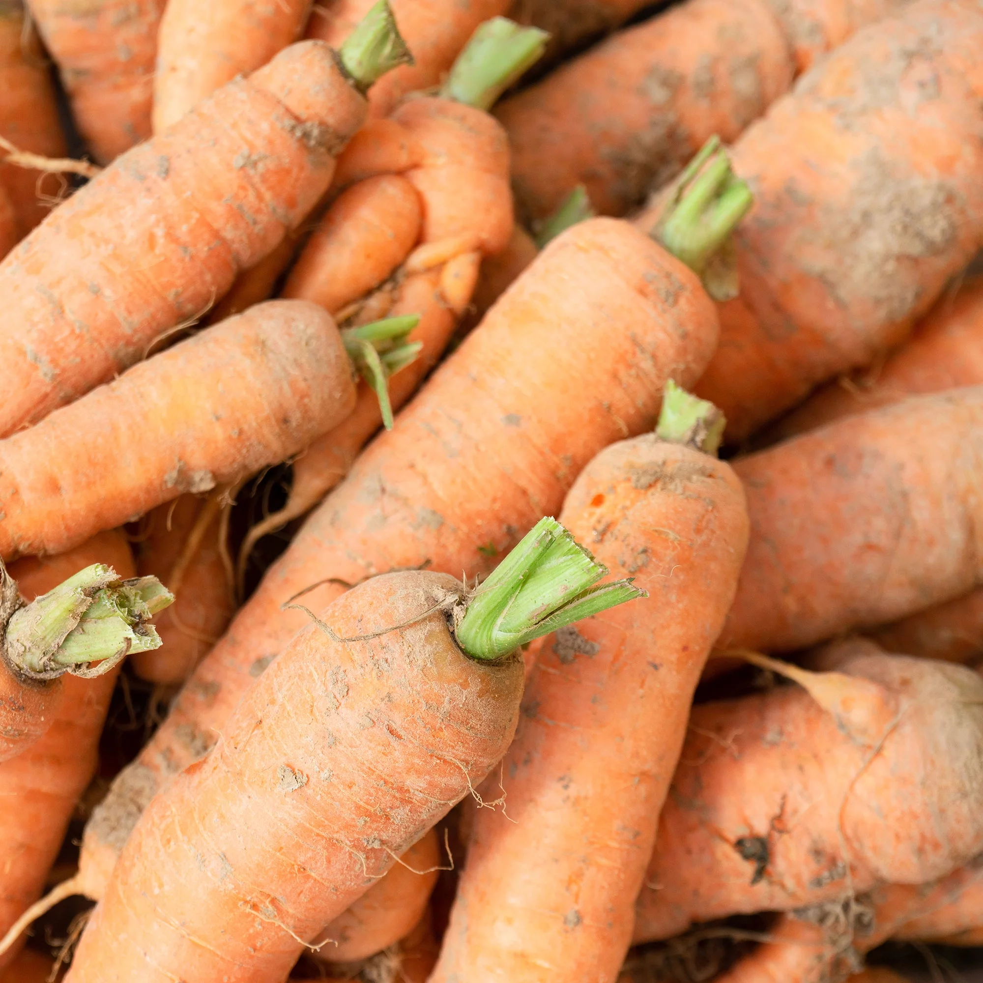 Carrot Seeds - Autumn King / Flakkee - 1 g Packet ~700 Seeds - Daucus carota var. sativus - Farm & Garden Vegetable Seeds - Non-GMO, Heirloom, Open Pollinated, Annual