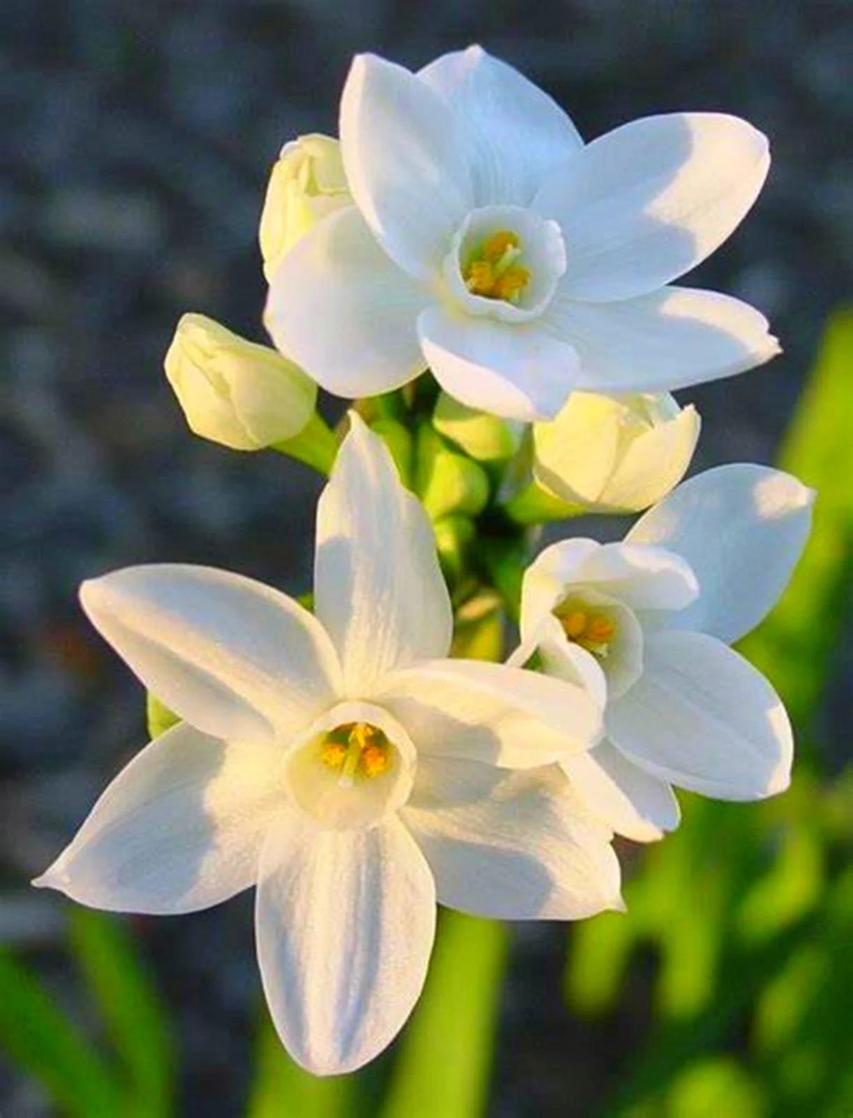 Narcissus Bulbs, Perennials,Seasonal Flowers,  Spotless,Daffodil Bulbs For Planting Outdoors,  Perennials,Narcissus Bulbs For Sale