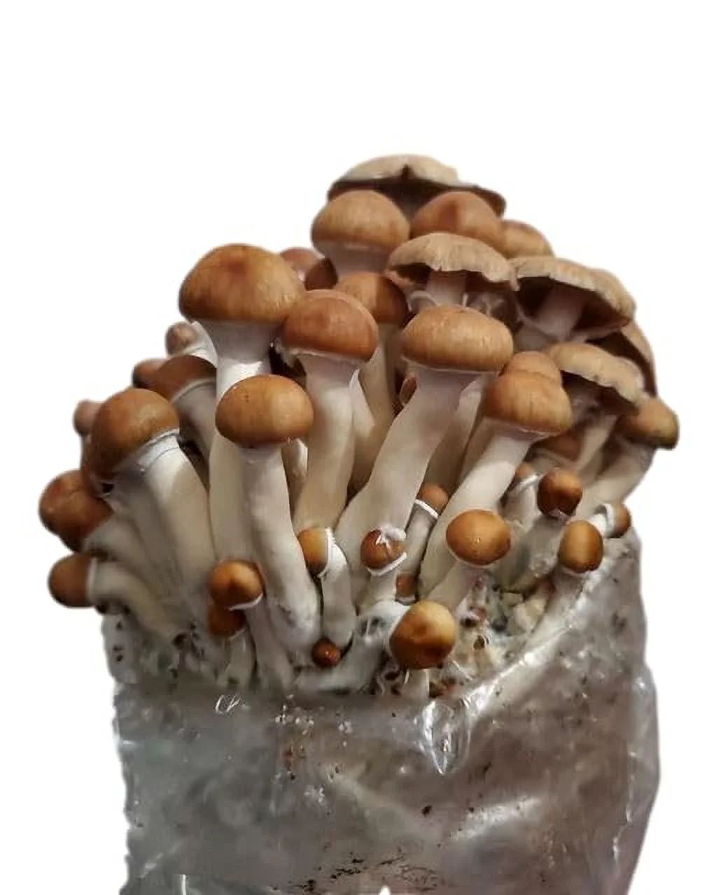 All in One Mushroom Grow Kit in a Bag with Sterilized Grains and Substrate (4 LBS)