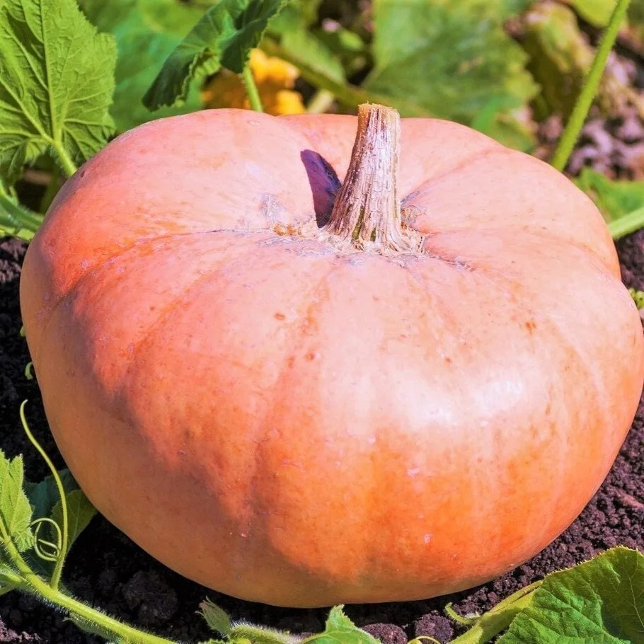 TomorrowSeeds - Pink Jaune De Paris Pumpkin Seeds - 20+ Count Packet - French Rose de Paris Fairytale Coach Patch Pumpkins Squash Vegetable Seed 2024