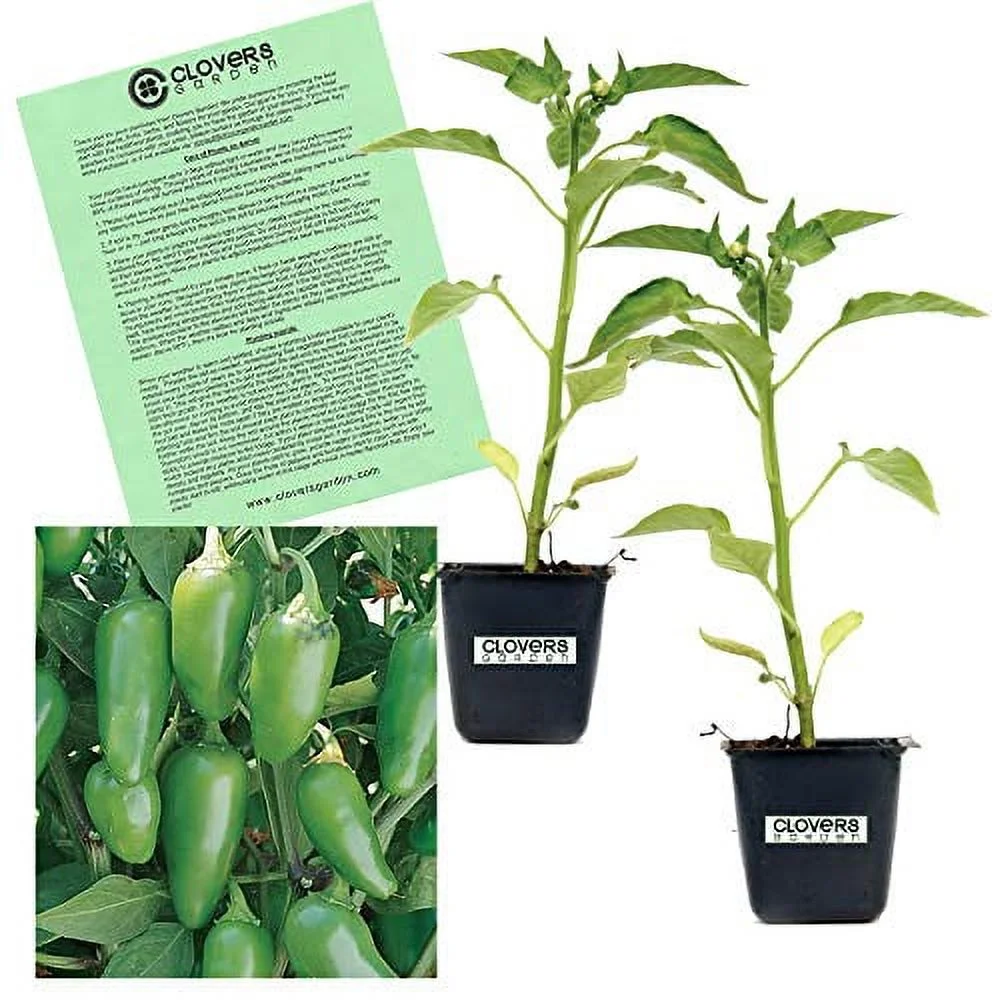Clovers Garden Mild Jalapeno Pepper Plant - Two (2) Live Plants – Not Seeds – in 3.5 Inch Pots