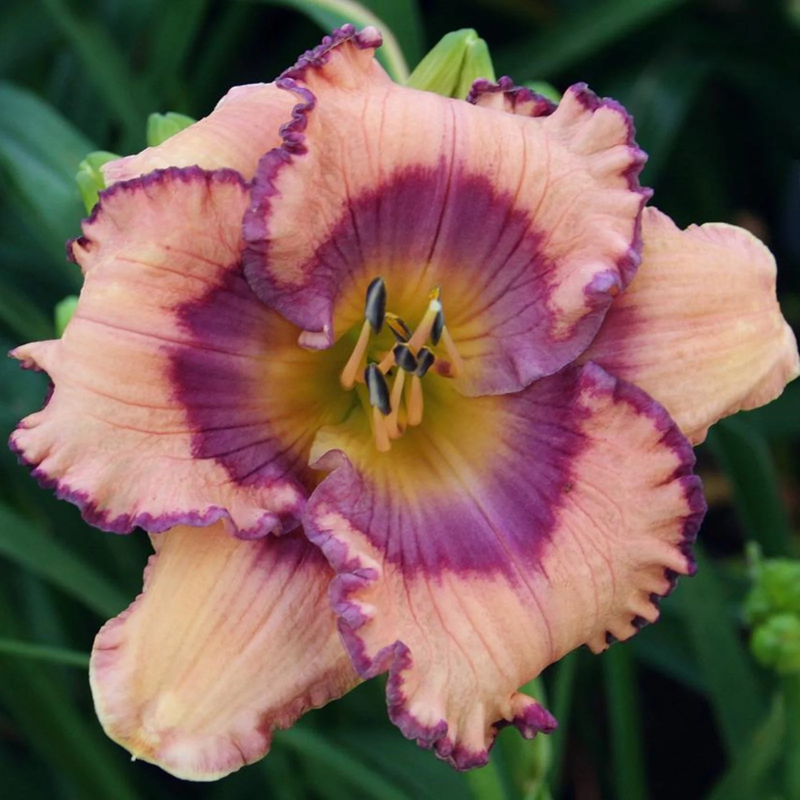 Daylily Bulbs, Cold-Resistant, Hemerocallis Fulva, Vigorous Vitality, Perennial Bulb Plants Seasonal Flowers, Gardens, Flower Pots,Daylily Roots,Daylily Plant, Bloom Multiple Times,Large Flowers,