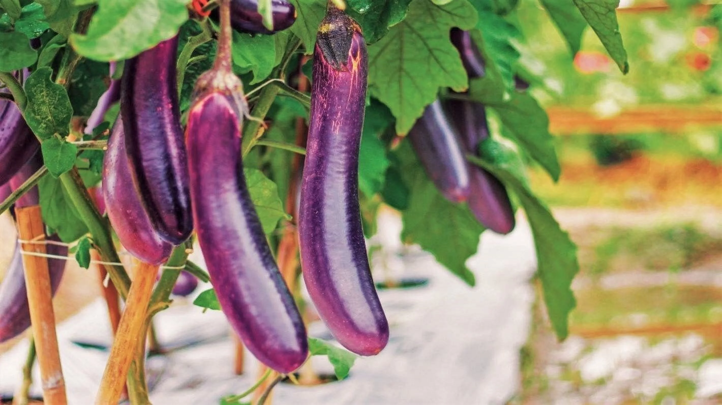 TomorrowSeeds - Long Purple Eggplant Seeds - 200+ Count Packet - Aubergine Italian Violet Brinjal Guinea Summer Squash Vegetable Seeds For 2024 Season