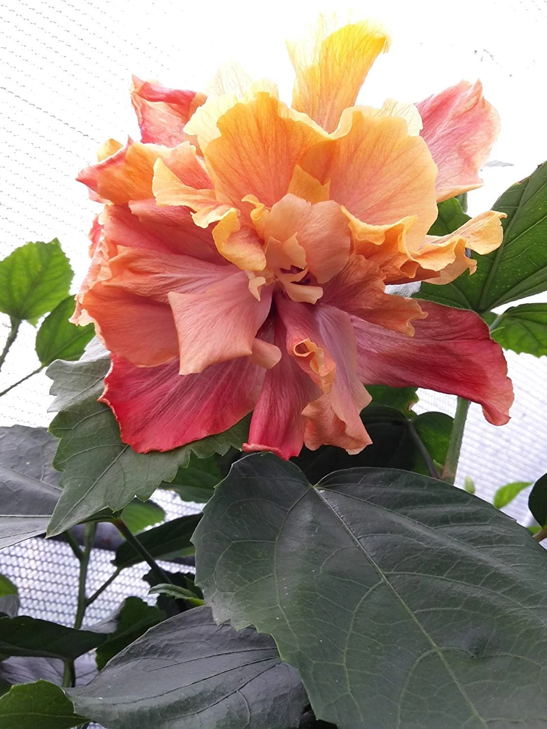 Hibiscus Flower Shrub, Cajun Color Queen of Dream, Starter Plant