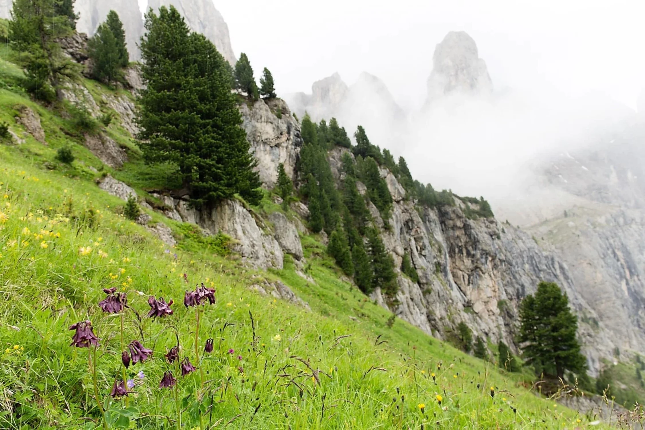 20 BLACK COLUMBINE Dark Columbine Aquilegia Atrata Deep Purple Flower Seeds