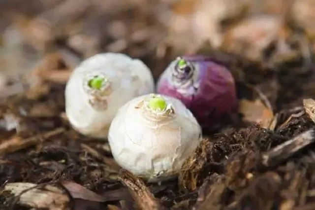 Hyacinth Bulbs For Sale Hyacinth Bulbs Hyacinth Plants Hyacinth Bulbs For Planting Hyacinth Bulbs Perennial Bonsai Plant Garden Decoration