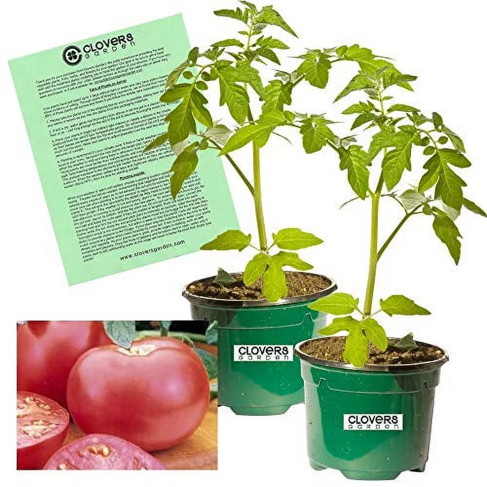 Clovers Garden Pink Girl Tomato Plant– Two (2) Live Plants – Not Seeds – Each 5