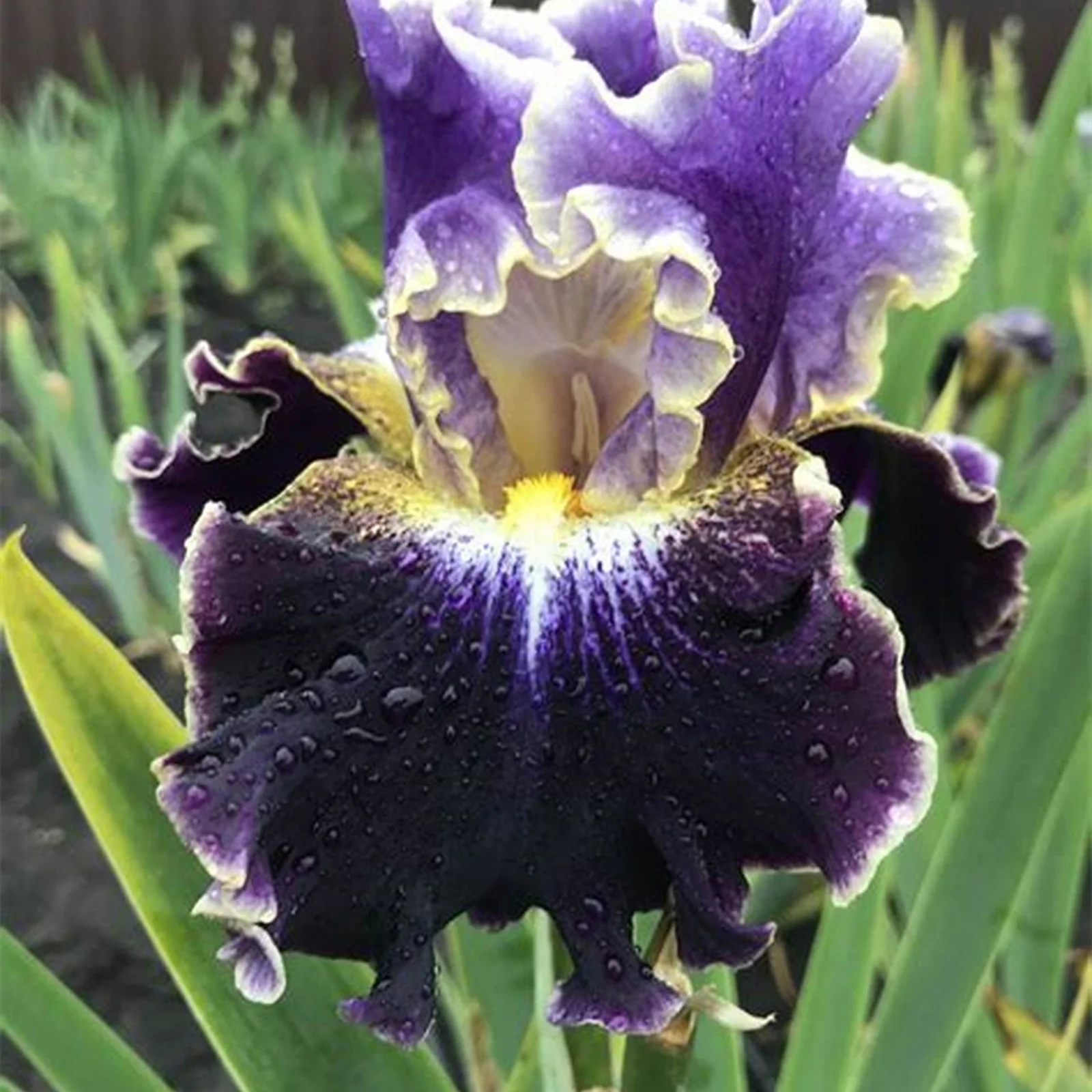 Iris Bulbs, Iris Is Cold-Resistant,Has Strong Rhizomes. Bearded Iris Bulbs For Planting,Simply Beautiful Flowering Perennial,Is Drought,Iris Plants Bulbs, Good Drainage To Promote Vigorous Growth,