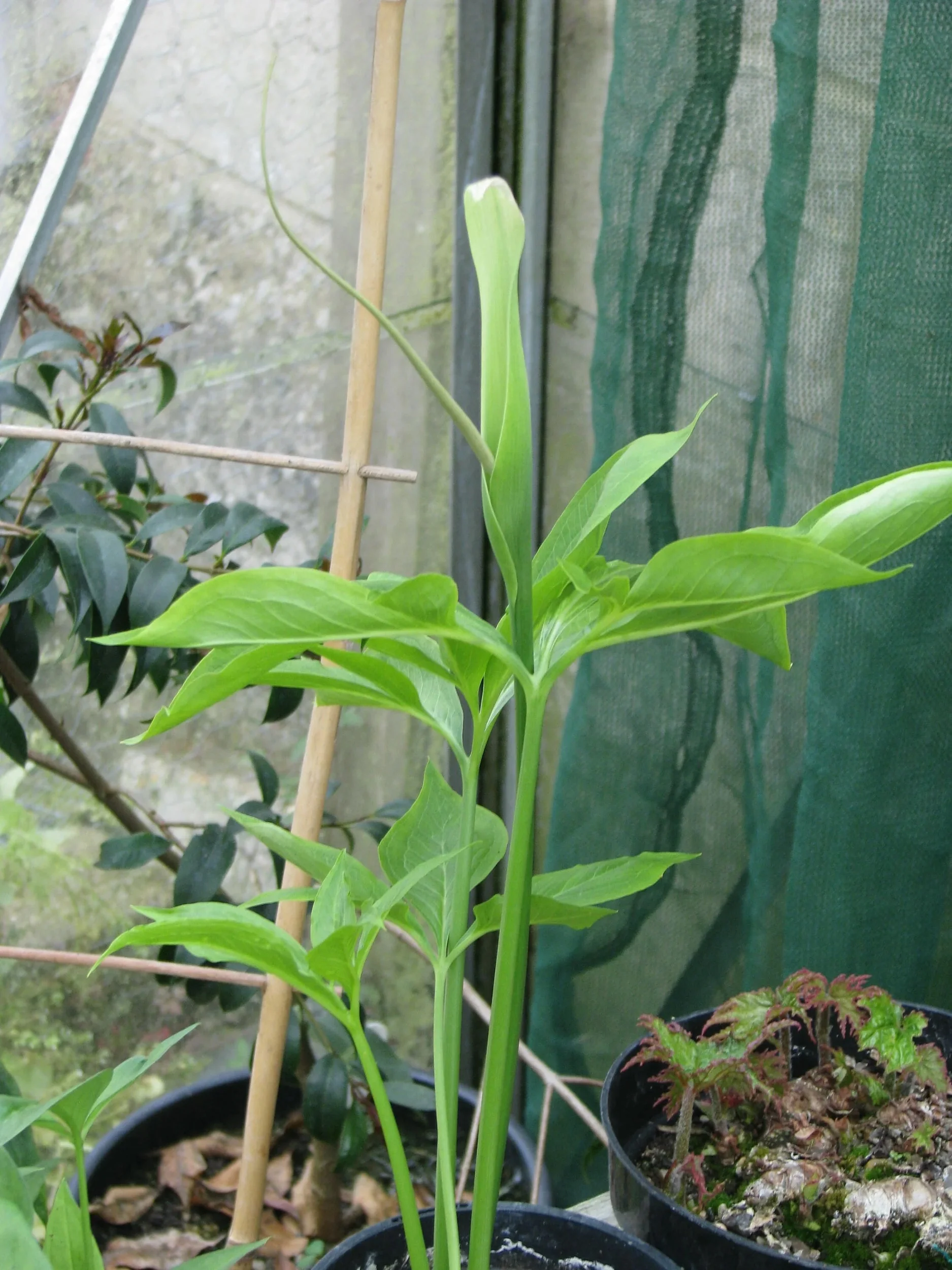 10 Fan-Leaf Chinese GREEN DRAGON Arum Pinellia Pedatisecta Houseplant Shade Flower Seeds