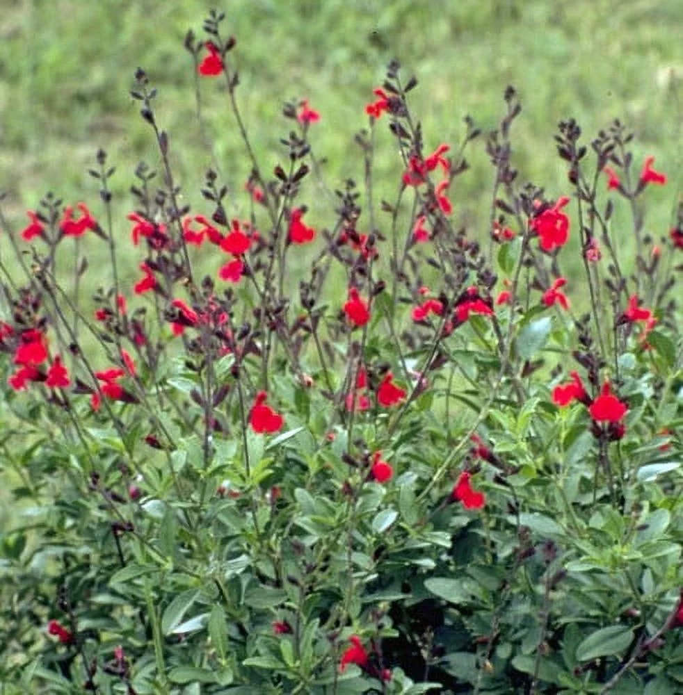 Autumn Cherry Chief Sage - Salvia greggii - Live Plant - 3