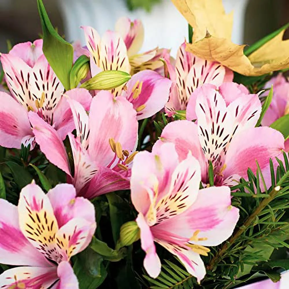 Peruvian Lily Seeds Alstroemeria Perennial Low Maintenance Cut Flowers Showy Attracts Pollinaotrs Patio Containers Garden Outdoor 20Pcs Mixed Colors Flower Seeds by YEGAOL Garden