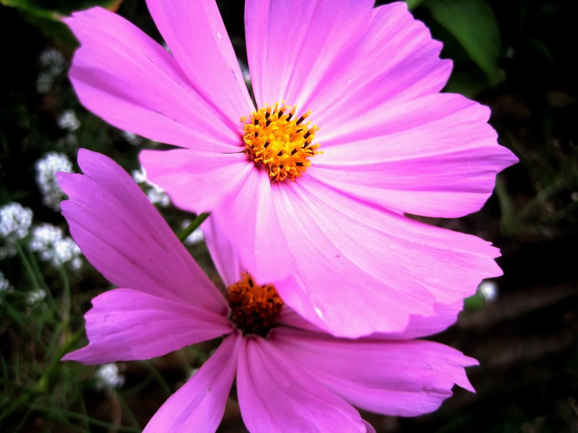 200 TALL PINK COSMOS Bipinnatus Flower Seeds
