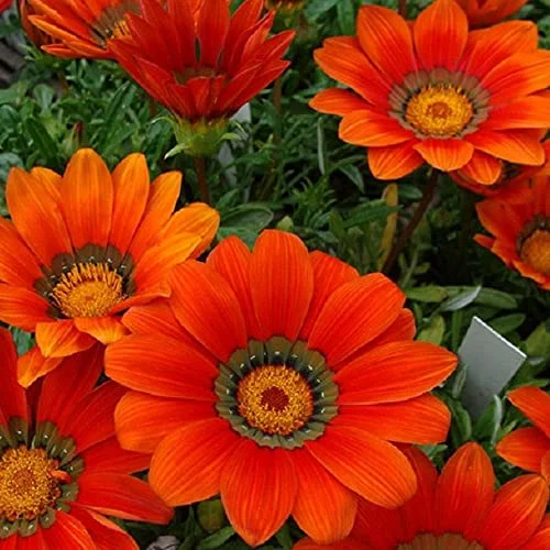CHUXAY GARDEN ‘Bronze Shades’ Gazania 100 Seeds Orange Asteraceae Flowering Plants Tolerant Heat and Drought Bloom Late Spring Summer Lovely Flowers