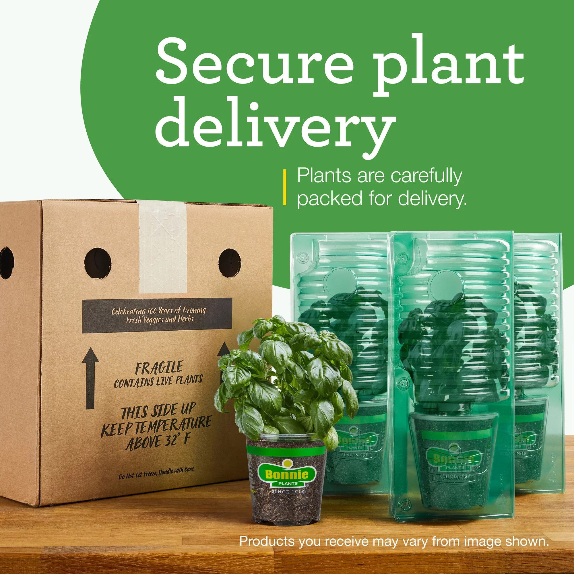 Bonnie Plants Big Boy Tomato 2.5 Gal., Live Plant