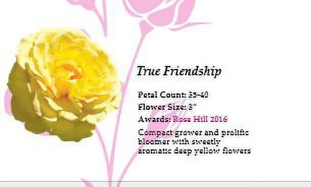 True Bloom Roses True Friendship Yellow Rose Floribunda Live Plant, 2 Gallon Pot