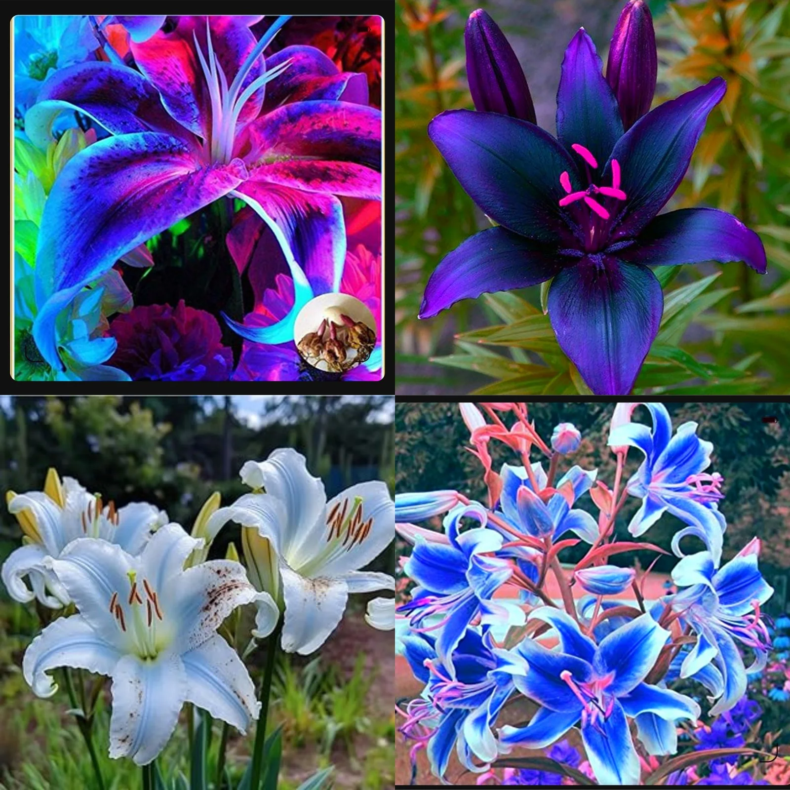 Tiger Lily Bulbs For Planting,Lily Bulbs For Planting Outdoors,Lily Bulbs Perennial,Gardening Treasures,Surprise Lily Bulbs,Iridescent,Stargazer Lily Bulbs.