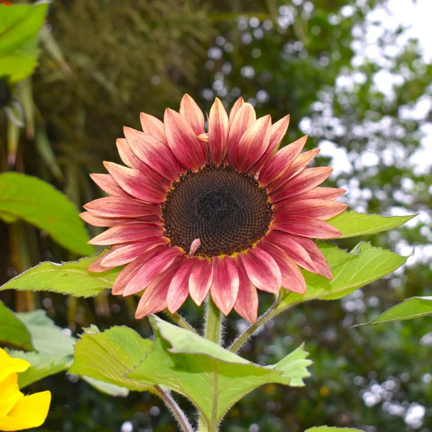 TomorrowSeeds - ProCut Ruby Eclipse Sunflower Seeds - 30+ Count Packet - Pink Sunflowers Pollenless Purple Red Branching Flower PVP Garden Seed For 2024 Season