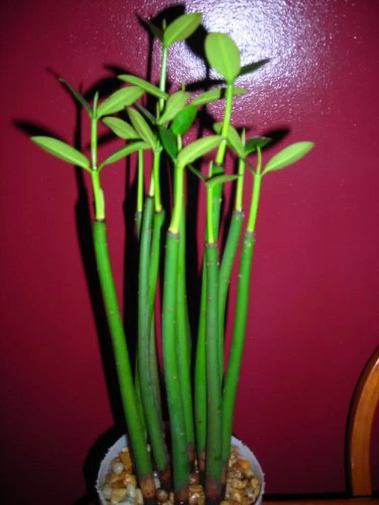 6 RED MANGROVE SEEDLINGS