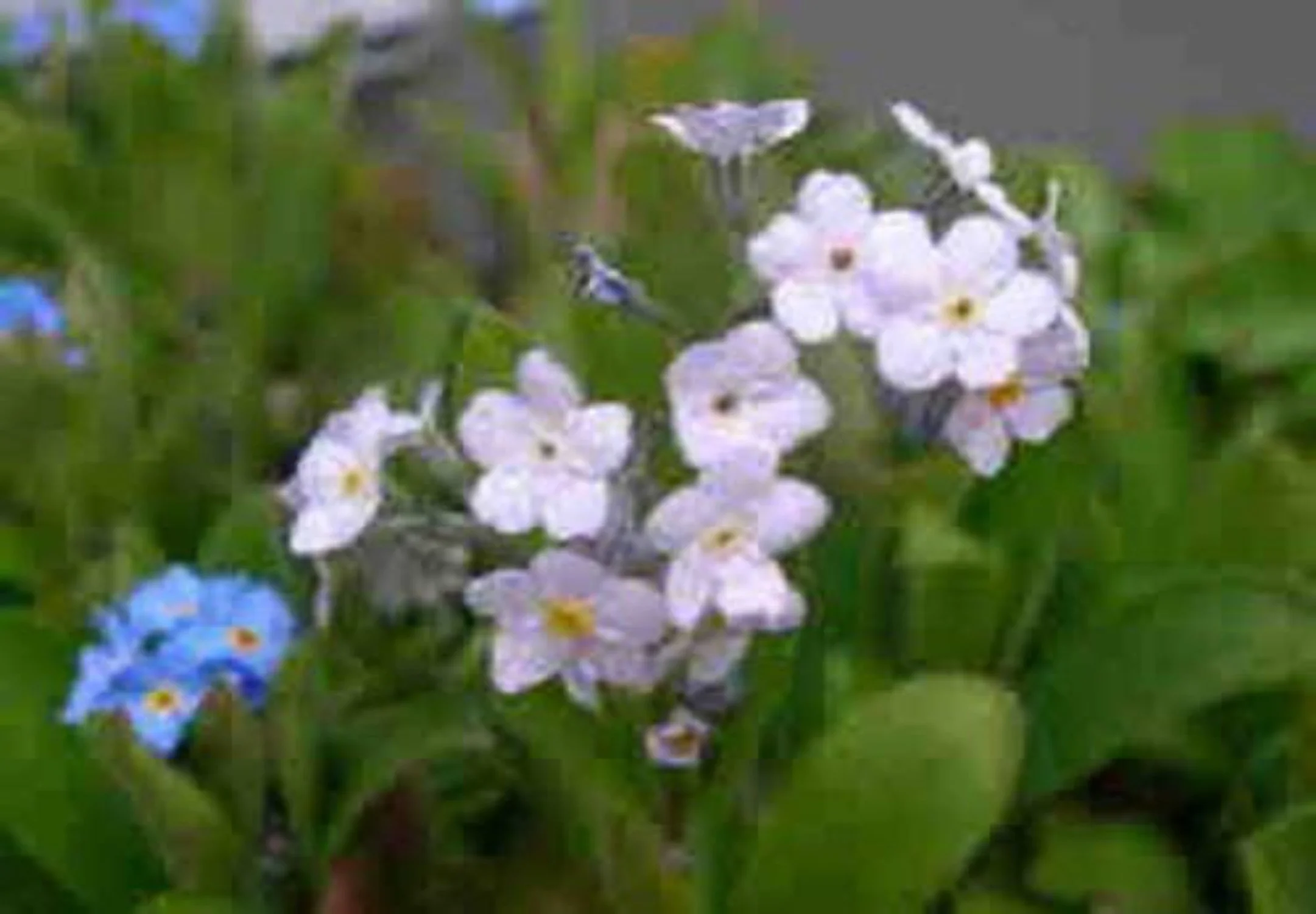 100 Victoria WHITE FORGET Me NOT Myosotis Alpestris Shade or Sun Flower Seeds