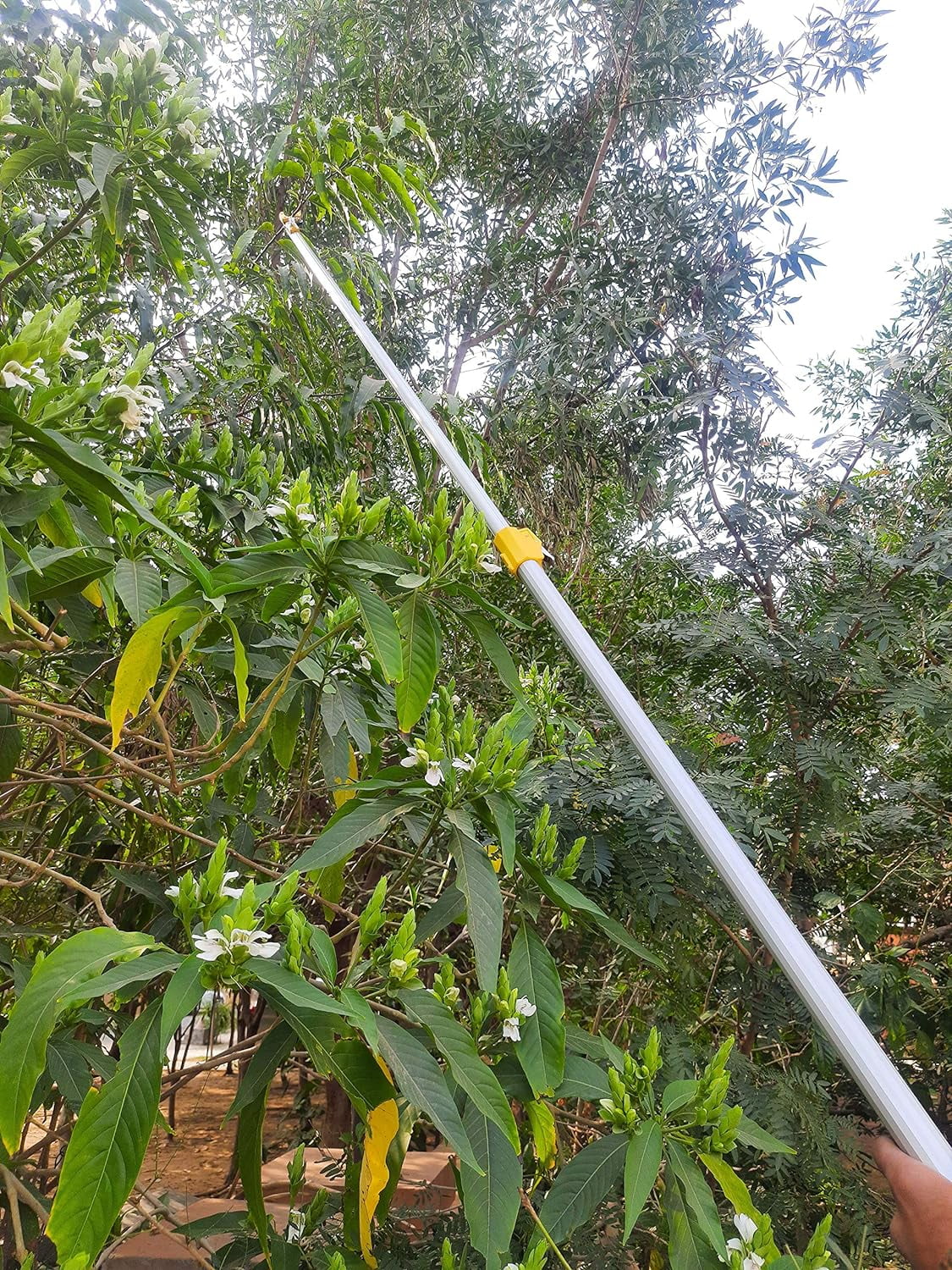 Hectare long reach Aluminum Telescopic long reach 10 feet Cut and hold pruner and fruit harvestor with Saw