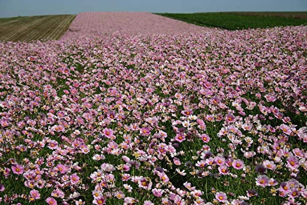 Cosmos Daydream Flower Seeds, 100 Heirloom Flower Seeds Per Packet, Non GMO Seeds