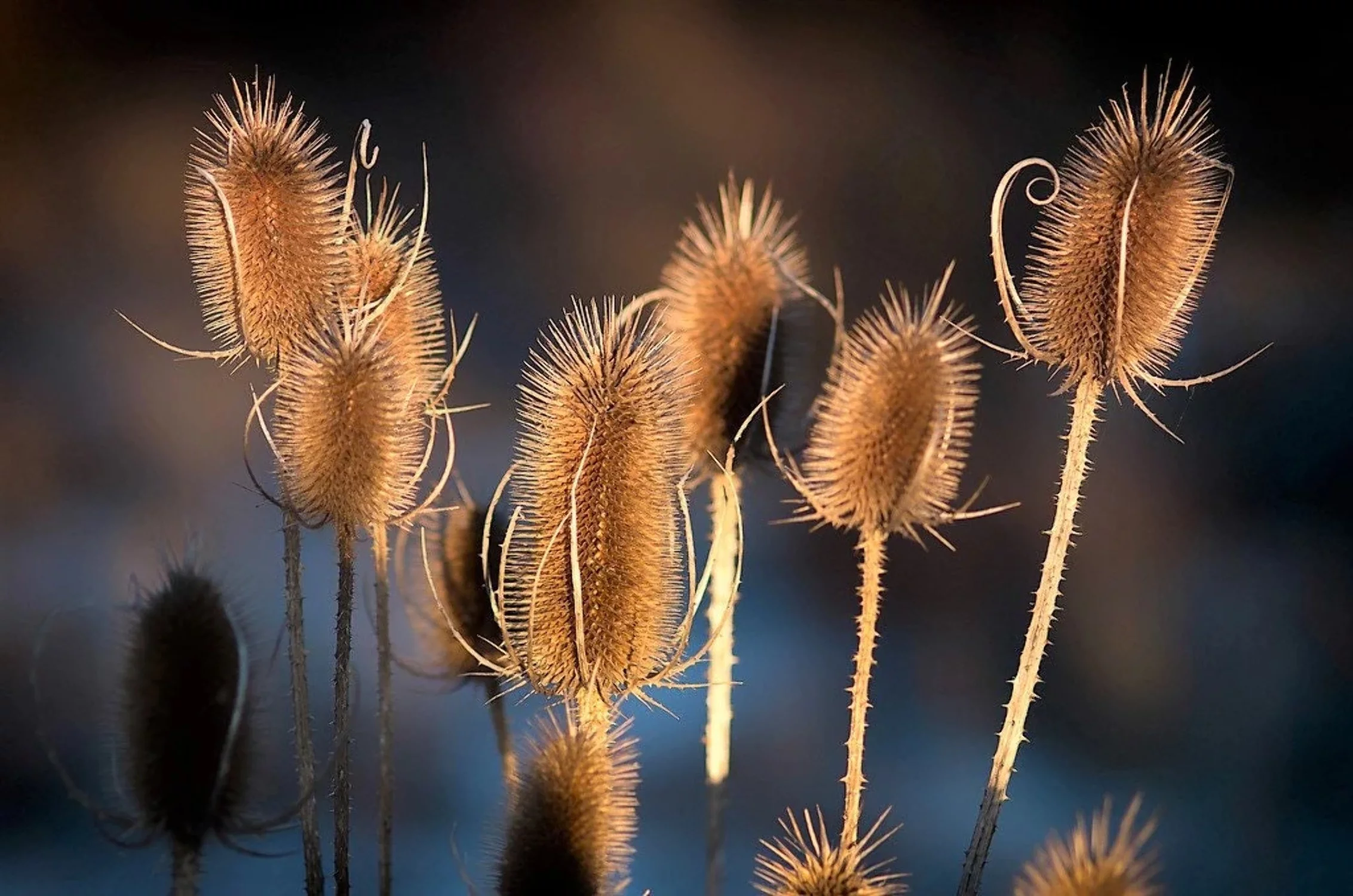 75 FULLERS TEASEL Indian Teasel Dipsacus Sativus White Flower Herb Seeds