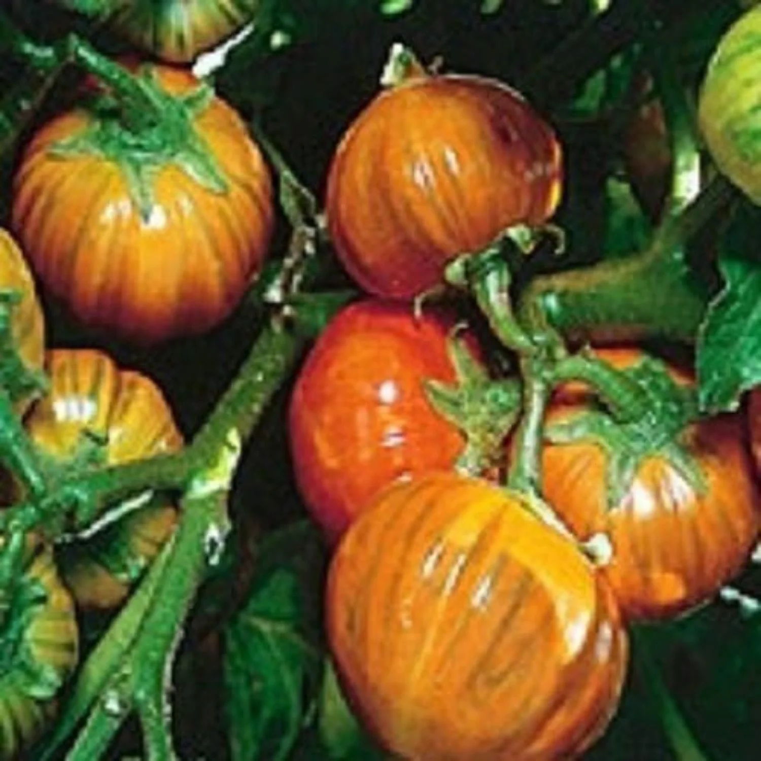 25 SeedsTURKISH ORANGE EGGPLANT Scarlet Solanum Aethiopicum Fruit Vegetable Seeds