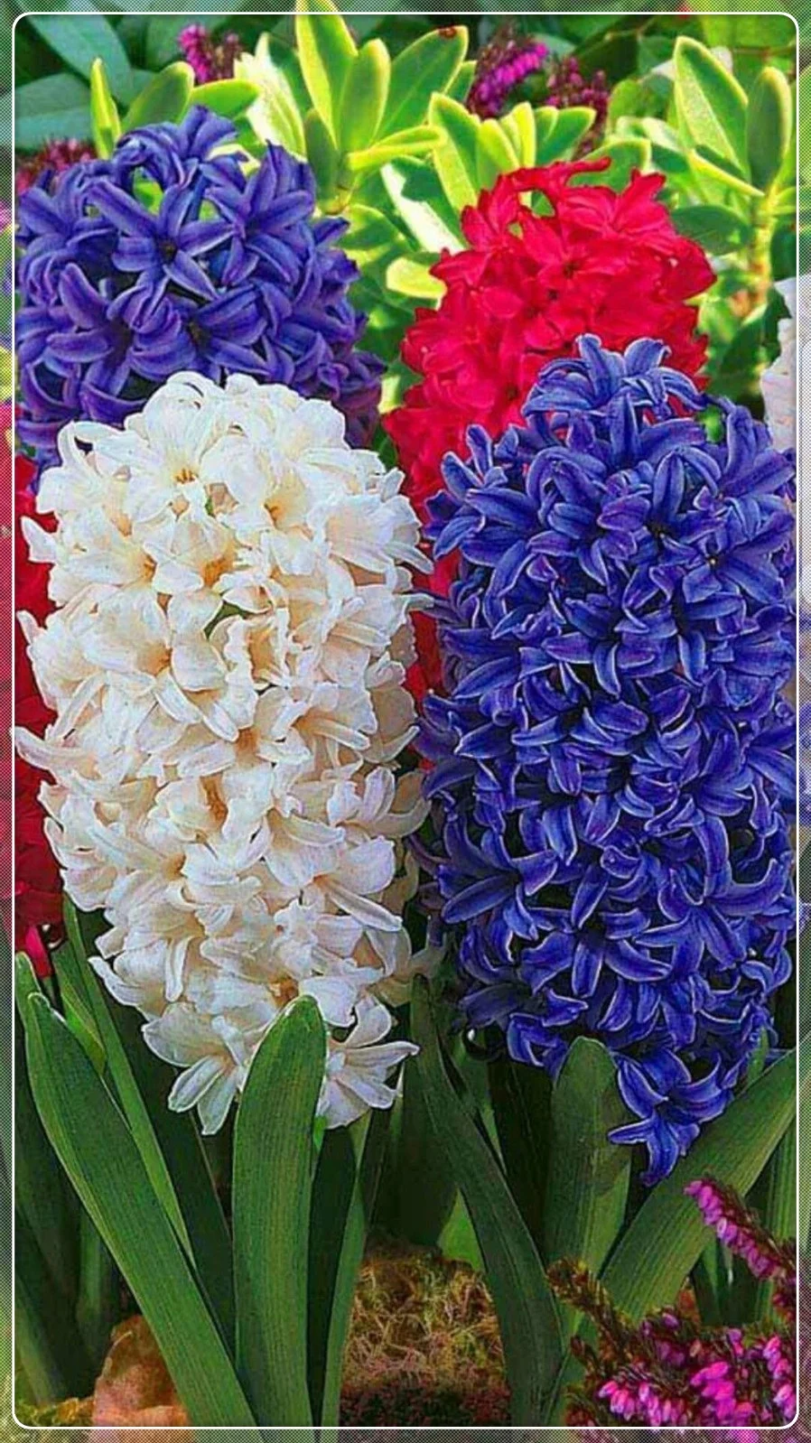 Hyacinth Bulbs, Seasonal Flowers, Fragrant Flowers, Perennials,Hyacinth,Cut Flowers Hyacinth Bulbs For Sale