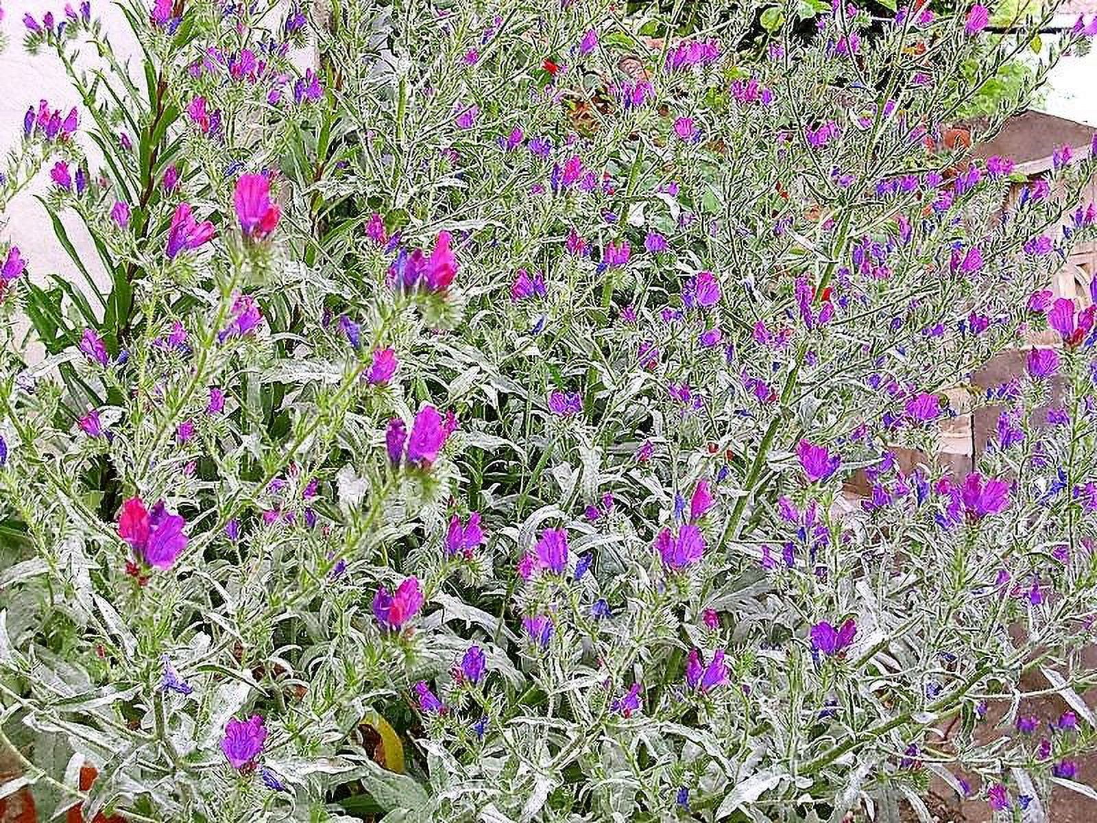 25 ROSE VIPER'S BUGLOSS Pink Echium Plantagineum Rose Bedder Flower Seeds