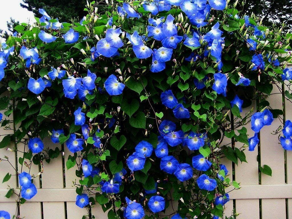 100 Heavenly Blue Morning Blooming Vine Seeds - Wonderful Climbing Heirloom