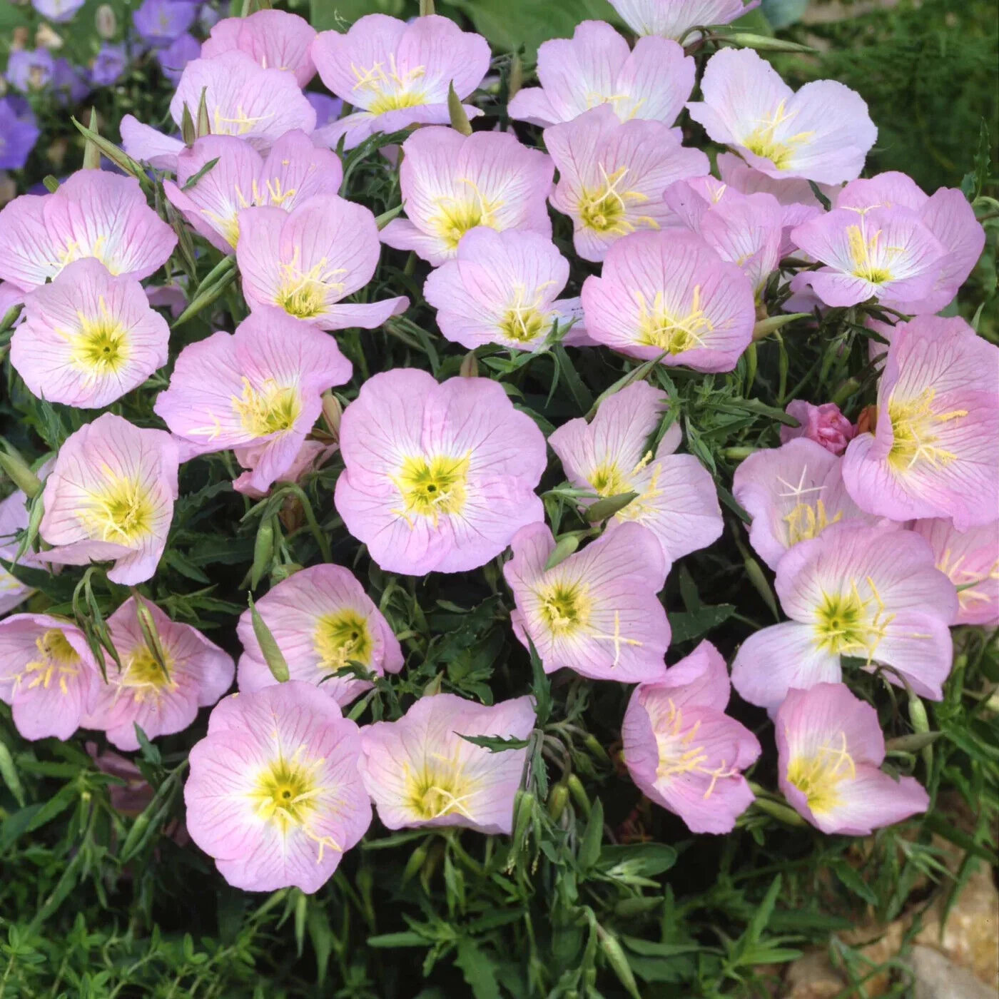 Showy Evening Primrose Seeds, Pink Ladies, Amapola, Mexican Primrose, FREE SHIP, 1 Million Seeds or 1 LB