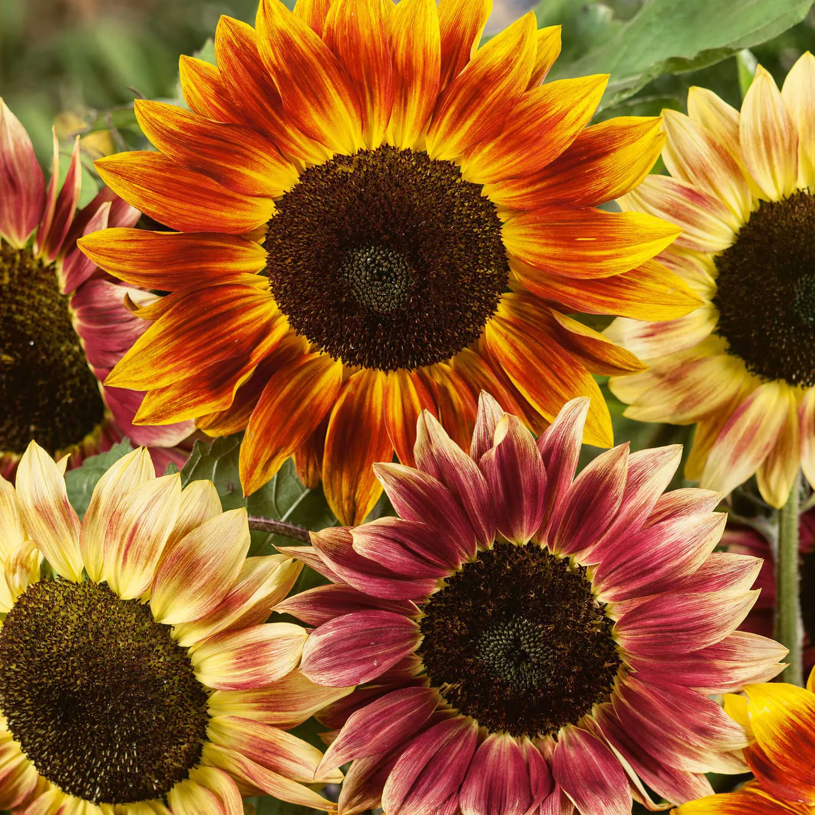 Sunflower Seeds - Santa Fe Sunset F1 - Packet - Yellow Flower Seeds,  Hybrid Seed  Attracts Bees, Attracts Butterflies, Attracts Pollinators, Easy to Grow & Maintain, Edible, Cut Flower Garden