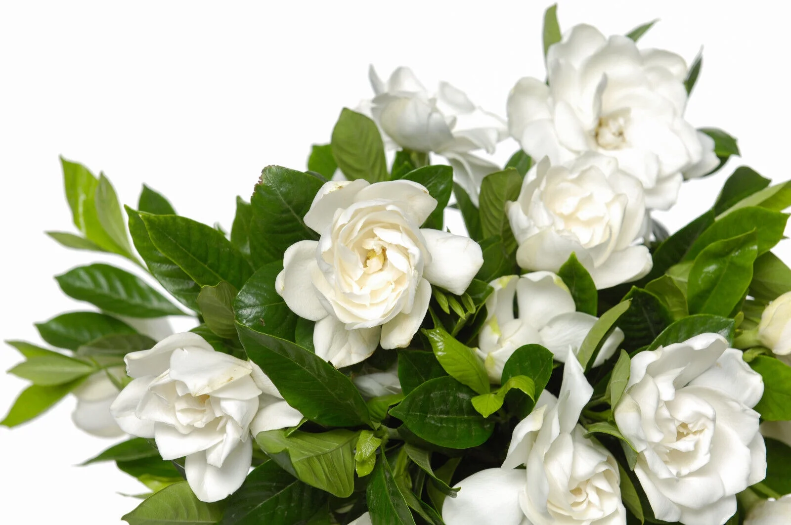 50 GARDENIA / CAPE JASMINE Jasminoides Fragrant White Shrub Flower Seeds *FlatSH