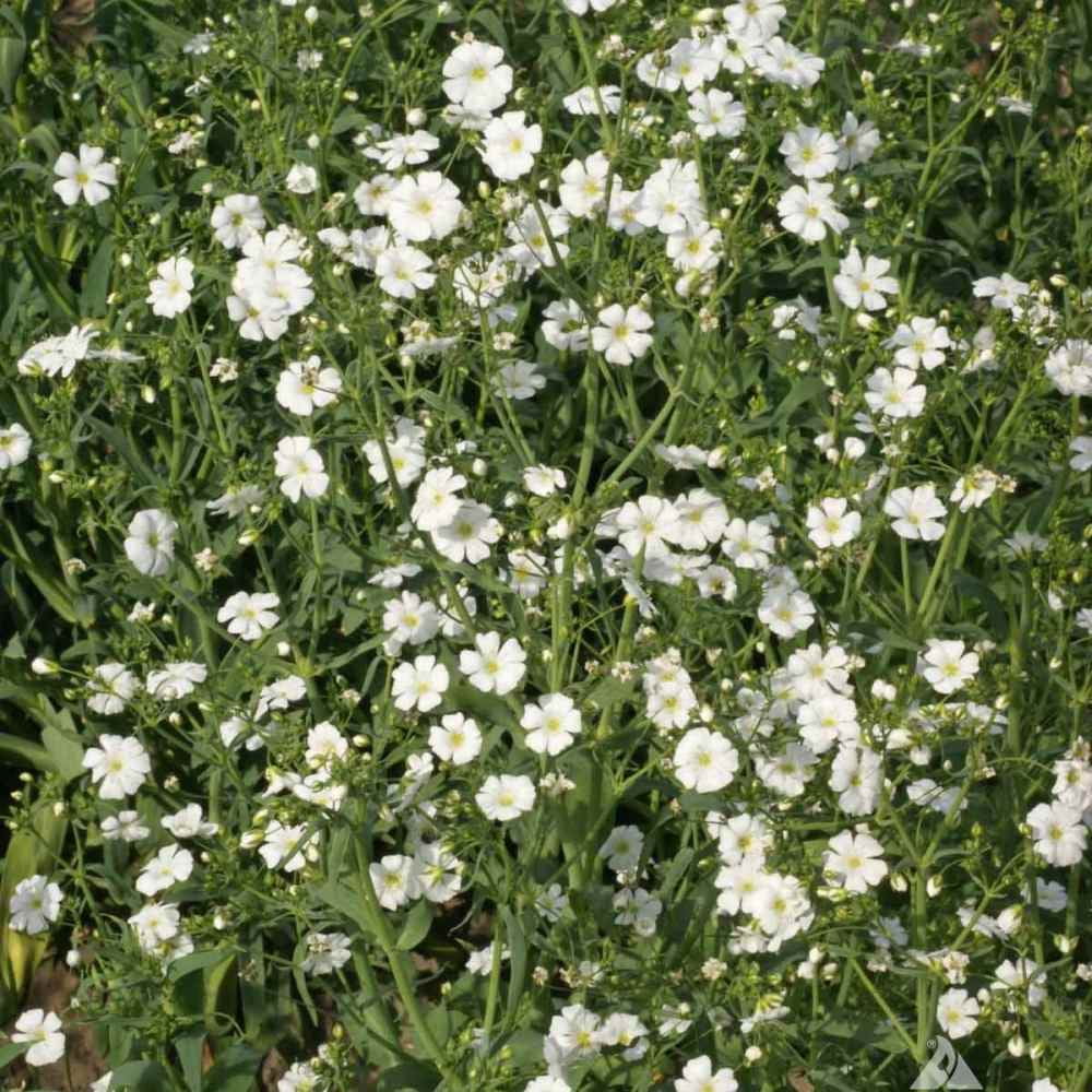 Outsidepride Gyposophila Elegans Baby's Breath Flower Seed - 1/4 LB