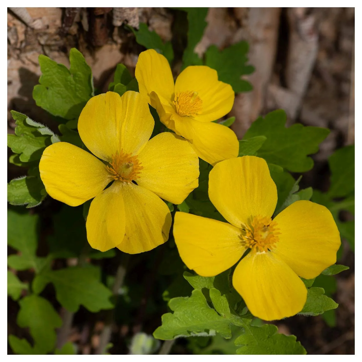 Everwilde Farms - 15 Celandine Poppy Native Wildflower Seeds - Gold Vault Jumbo Bulk Seed Packet