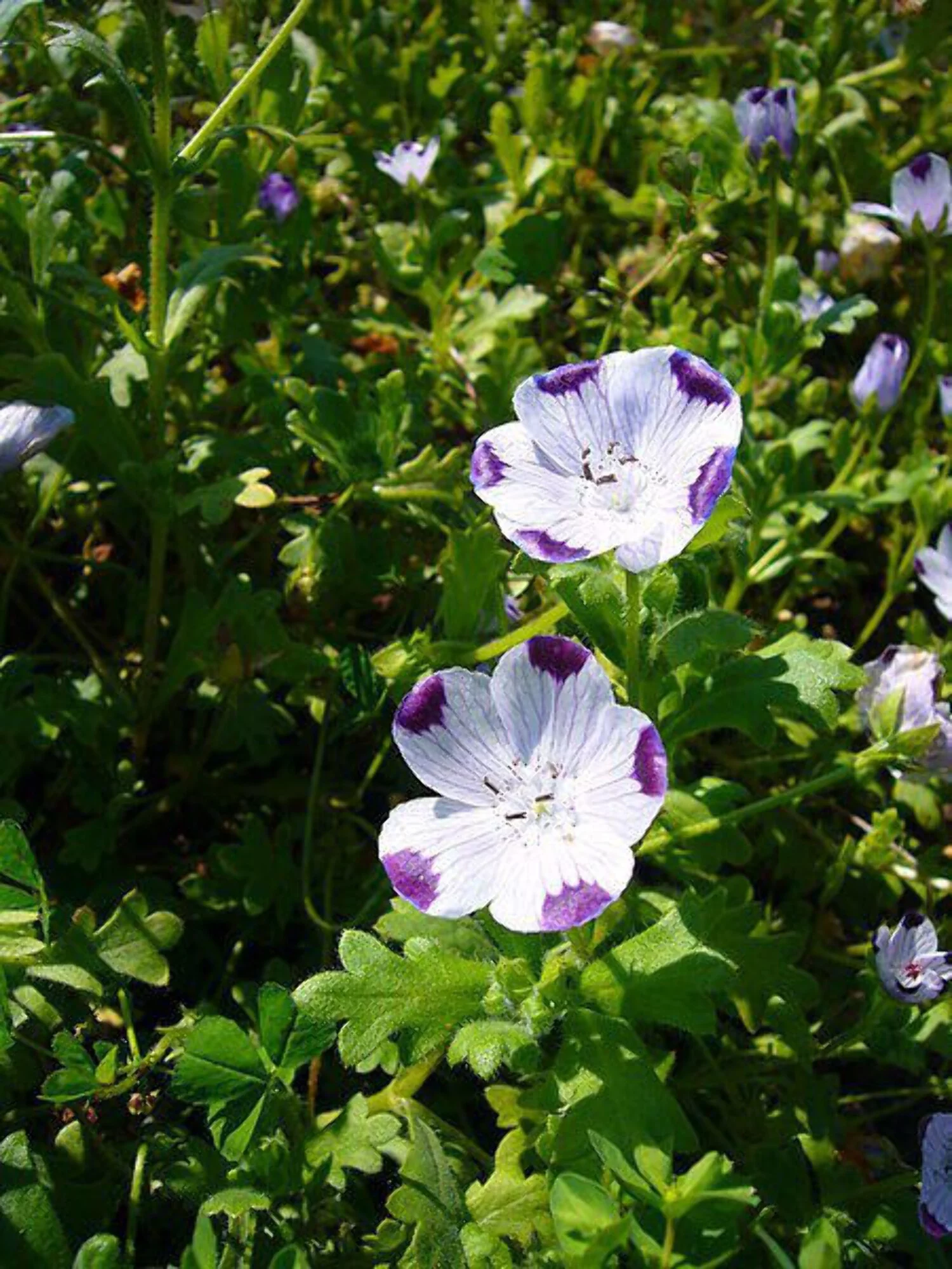 750 FIVE SPOT Nemophila Maculata White & Purple Flower Seeds