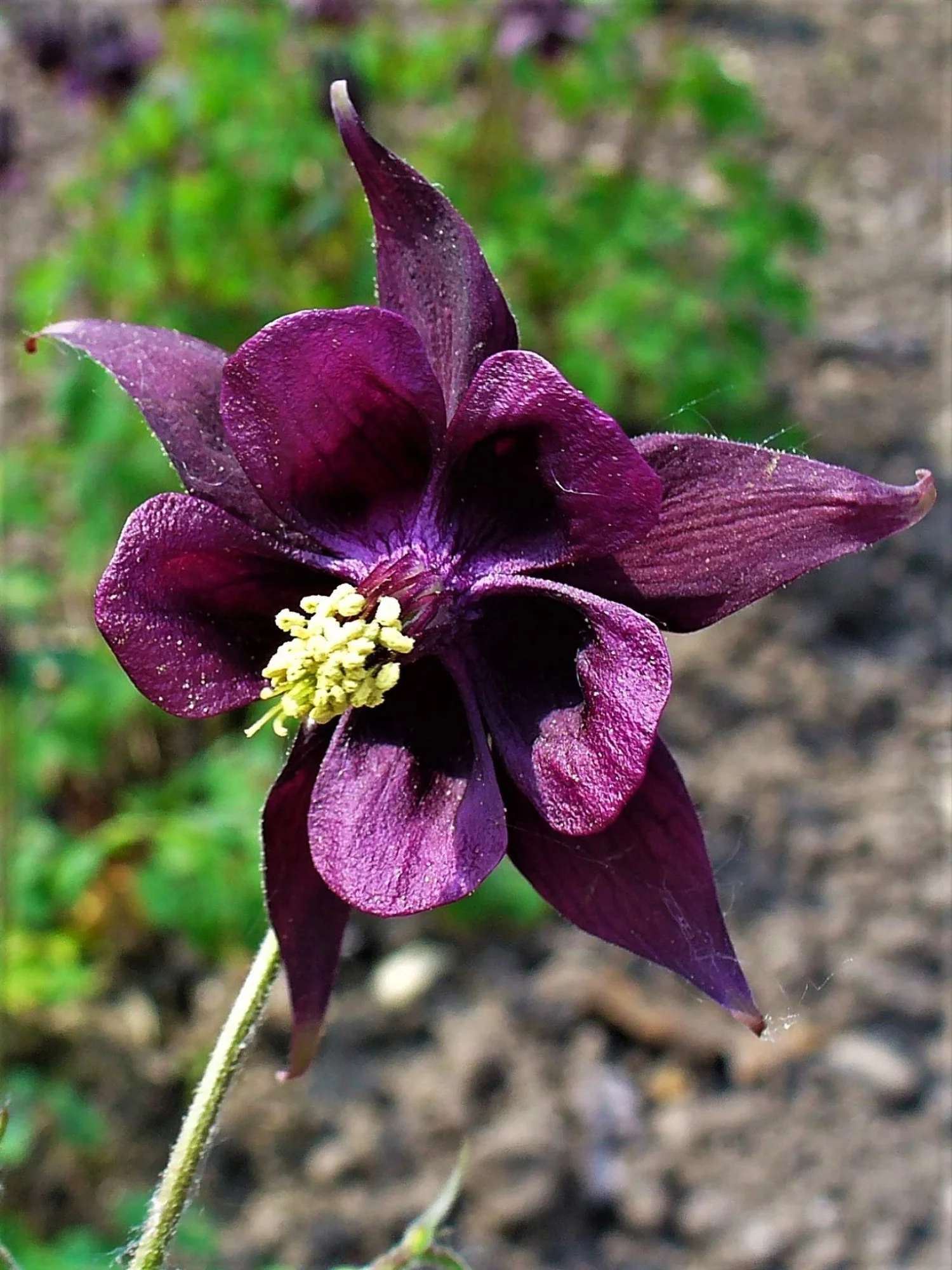 20 BLACK COLUMBINE Dark Columbine Aquilegia Atrata Deep Purple Flower Seeds