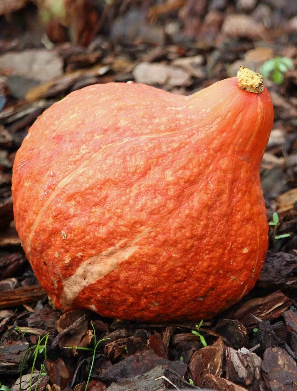 Todd's Seeds Golden Hubbard Winter Squash Heirloom Seed