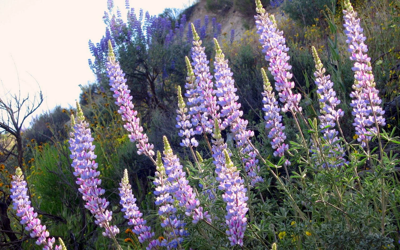 Wild Lupine-Native Perennial-Live Starter Plant