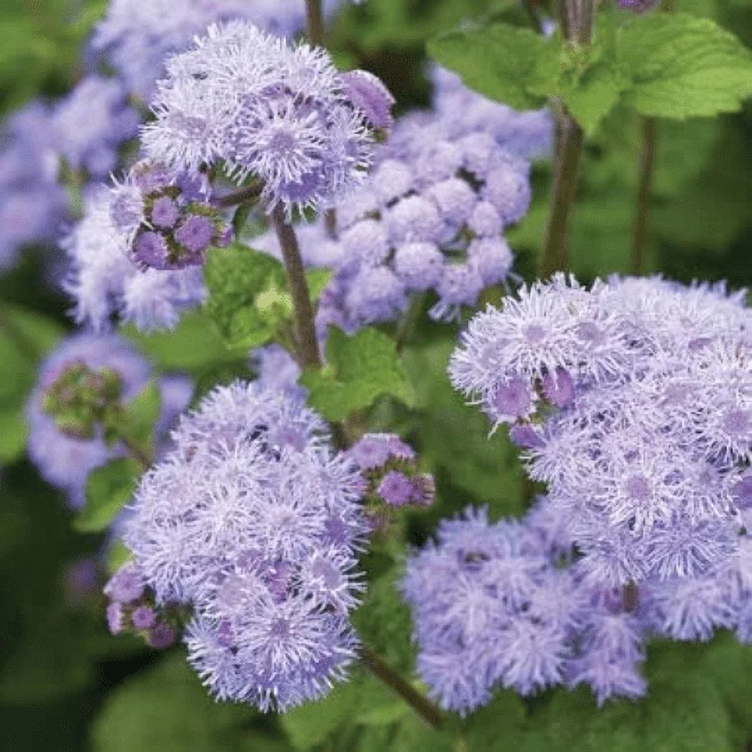 1,000 Blue Planet Ageratum Flower Seeds for Planting Ageratum houstonianum