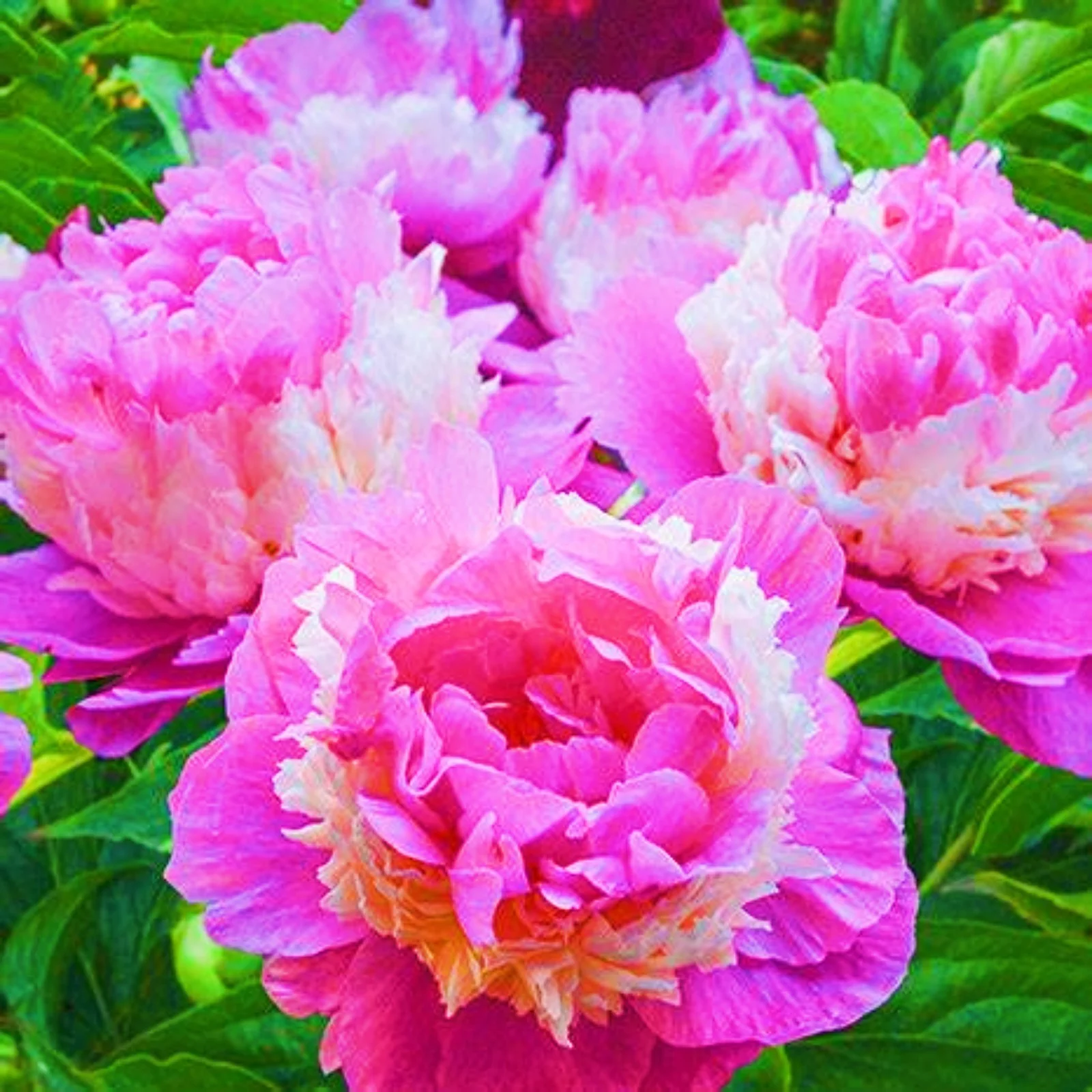 Peony Plants Peony Bulbs Bulk Peony Bulbs For Sale Peony Bulbs Peony Plants For Garden Hardy Perennial