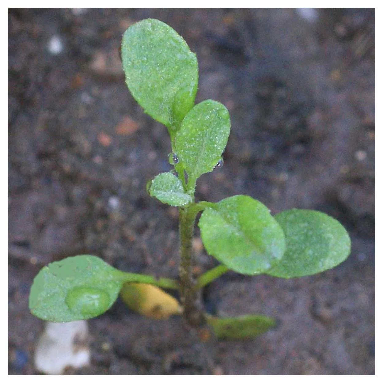 Everwilde Farms - 2000 Virginia Stock Garden Flower Seeds - Gold Vault Jumbo Bulk Seed Packet